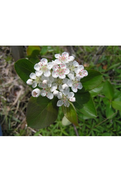 Aronia melanocarpa – здорові ягоди для меду