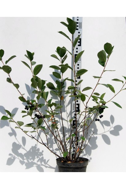 Горобина / Аронія чорноплідна (кущ) в садовому центрі