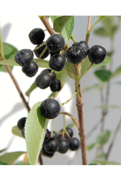 Aronia melanocarpa – декоративний кущ з чорними ягодами