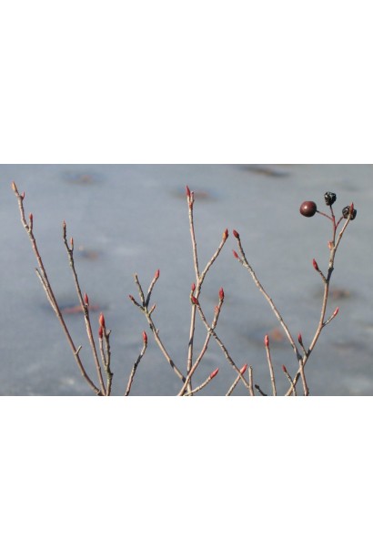 Горобина / Аронія чорноплідна (кущ) | Рябина / Арония черноплодная (куст) | Aronia melanocarpa (bush)