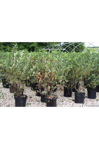 Саджанці в контейнері Горобини чорноплідної