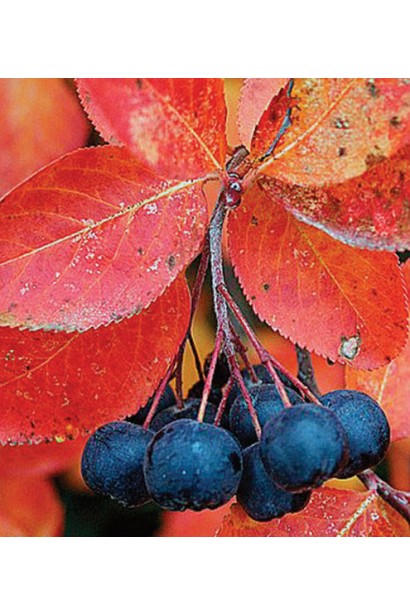 Горобина / Аронія чорноплідна – багатий антиоксидантами