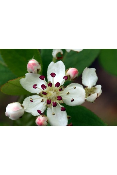 Квітки Горобини / Аронія чорноплідної