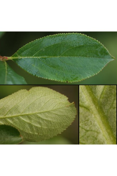 Aronia melanocarpa – кущ з гарними листям