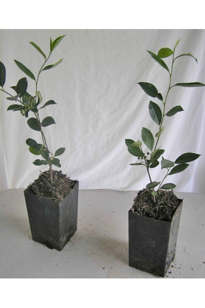 Горобина / Аронія чорноплідна – корисна для здоров’я рослина