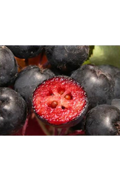 Горобина чорноплідна – смачні і корисні ягоди