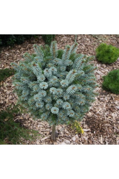 Ялина сітхінська Міджет