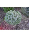 Ель ситхинская Миджат | Picea sitchensis Midget | Ялина сітхінська Міджат