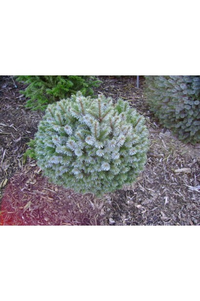 Ялина ситхінська Міджет