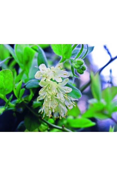 Жимолость камчатська Атут квіти-