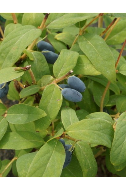 Жимолость їстівна Атут плоди