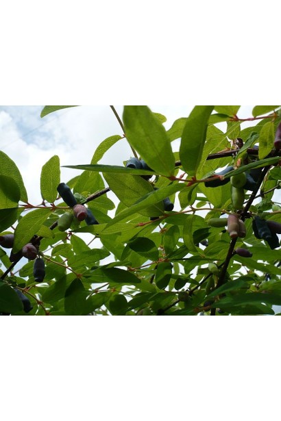 Жимолость камчатська Атут (їстівна)