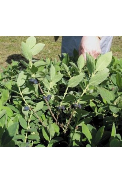 Жимолость камчатська Атут рання