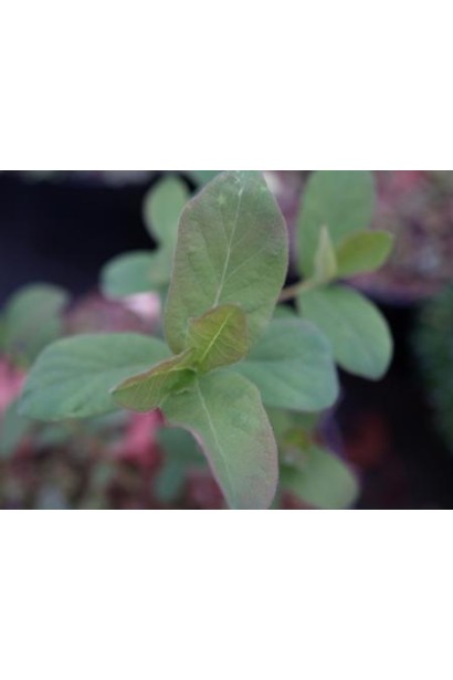 Жимолость камчатська Атут листя