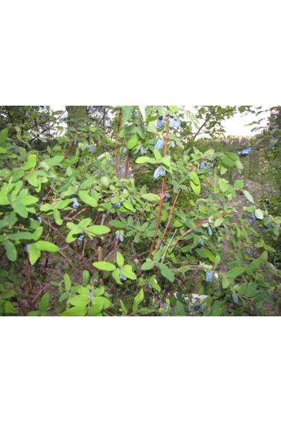 Lonicera kamtschatica Atut (edible) 