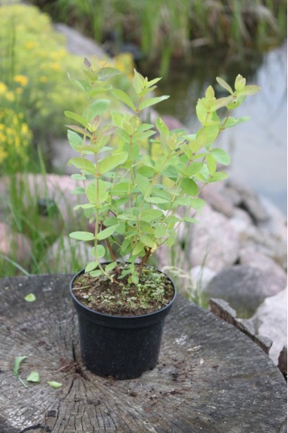 Жимолость камчатська Атут в контейнері 3 л