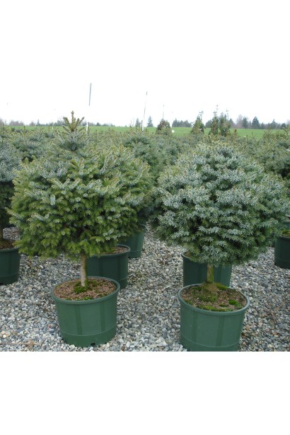 Ялина сербська Нана на штамбі в контейнері 