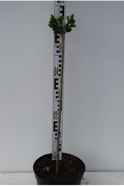 Ялина сербська Нана штамб 60 см