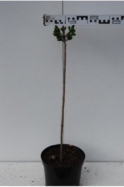 Ялина сербська Нана на штамбі діаметр крони 10-15 см