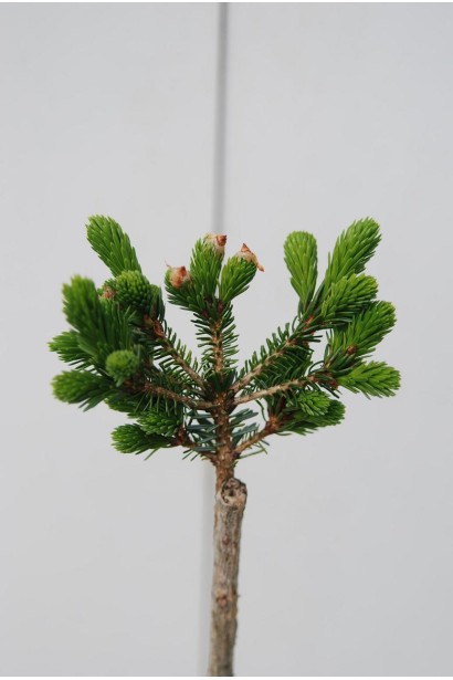 Ялина сербська Нана молода яскраво-зелена хвоя