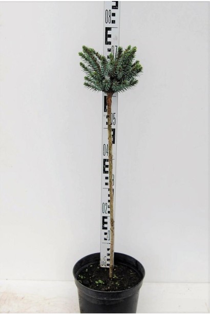 Ялина сербська Нана на штамбі в контейнері