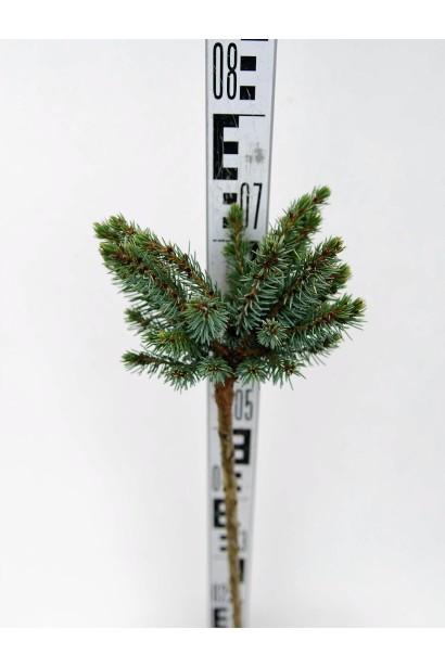 Ялина сербська Nana on shtambe