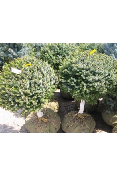 Ялина сербська Нана на штамбі з комом в мішковині
