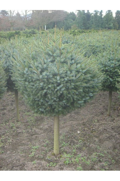 Ялина сербська Нана на штамбі
