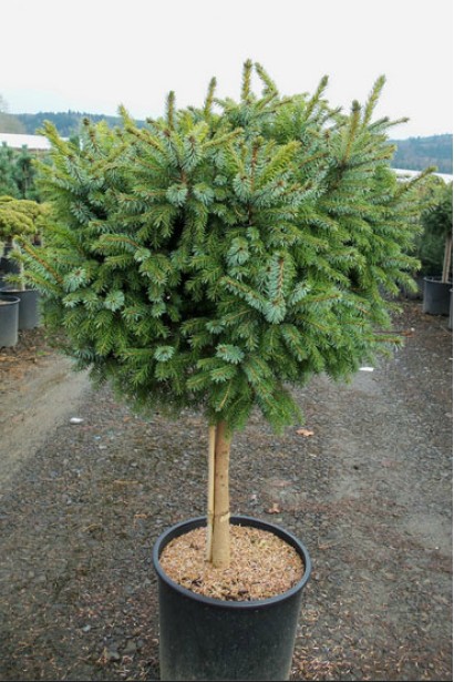 Picea omorika Nana on shtambe