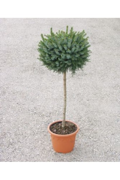 Ялина сербська Нана штамбова форма