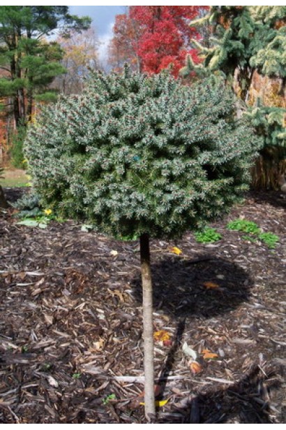 Хвойна куля на штамбі