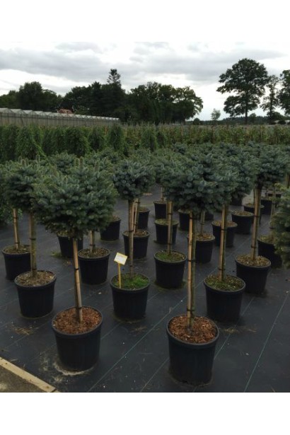 Ялина сербська Нана на штамбі саджанці в розсаднику