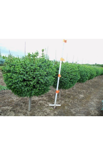 Ялина сербська Нана щеплена на штамб