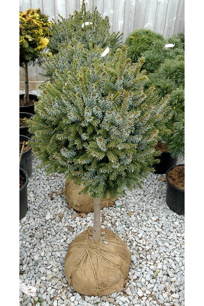 Ялина сербська Нана на штамбі з комом