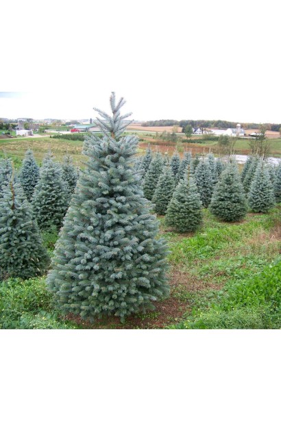 Ель голубая Маджестик Блю