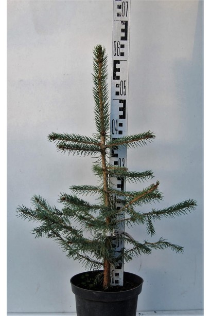 Ель колючая Majestic Blue