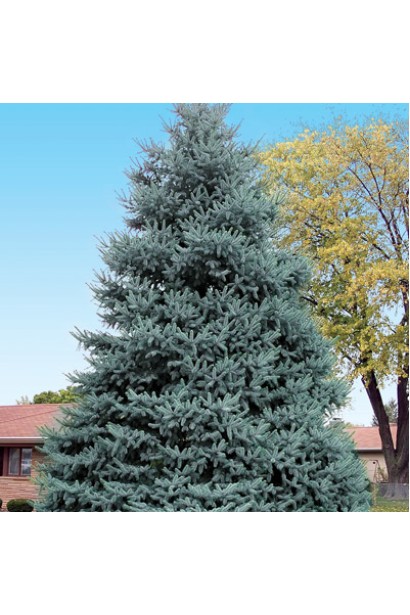 Ель колючая голубая Маджестик Блю