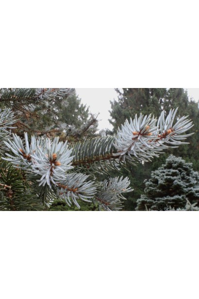 Голубовато-сизая хвоя ели Маджестик Блю