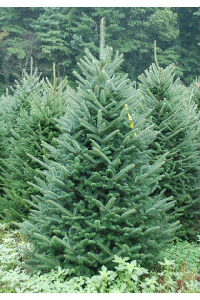 Ель колючая Маджестик Блю