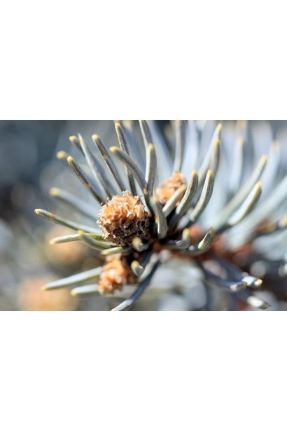 Ель колючая Маджестик Блю шишки