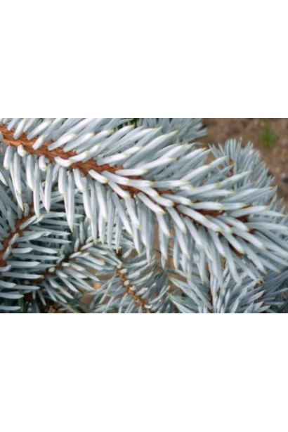 Ель колючая Маджестик Блю бело-сизая хвоя
