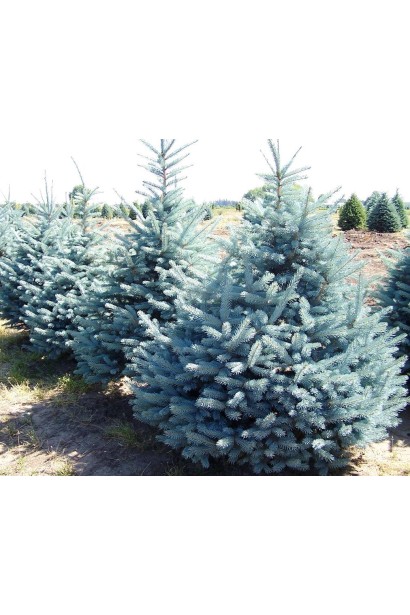 Ель голубая Маджестик Блю дерево с плотной конической кроной