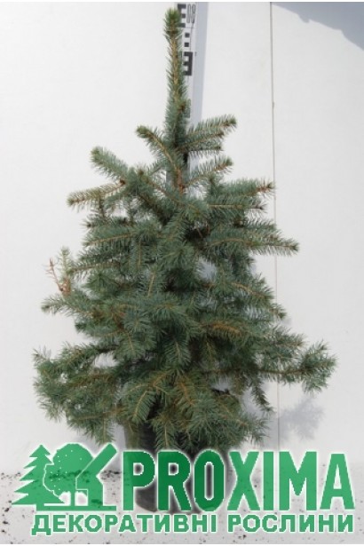 Ель колючая Маджестик Блю в горшке 5 л