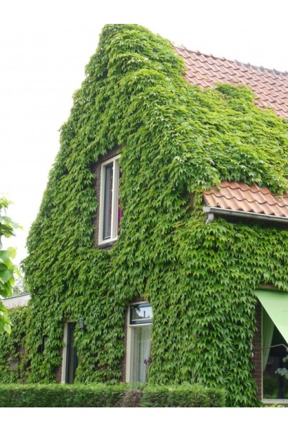 Виноград дівочий п`ятилисточковий Енгельмана / Партеноциссус | Виноград девичий пятилисточковый Энгельмана / Партеноциссус | Parthenocissus quinquefolia varieties Еngelmannii