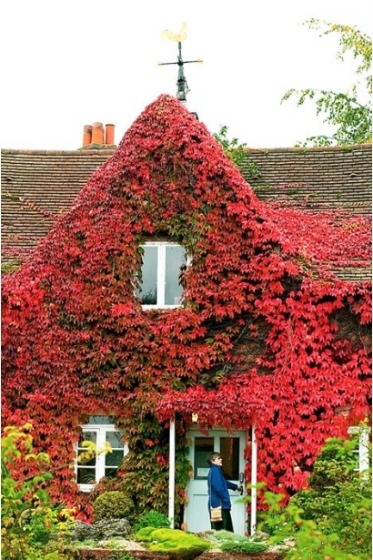 Виноград дівочий п`ятилисточковий Енгельмана / Партеноциссус | Виноград девичий пятилисточковый Энгельмана / Партеноциссус | Parthenocissus quinquefolia varieties Еngelmannii