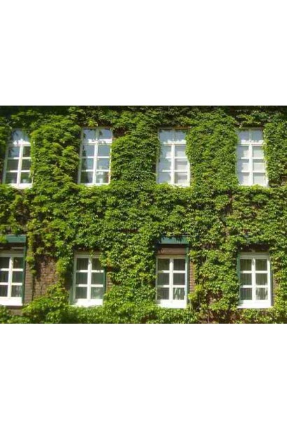 Виноград дівочий п`ятилисточковий Енгельмана / Партеноциссус | Виноград девичий пятилисточковый Энгельмана / Партеноциссус | Parthenocissus quinquefolia varieties Еngelmannii