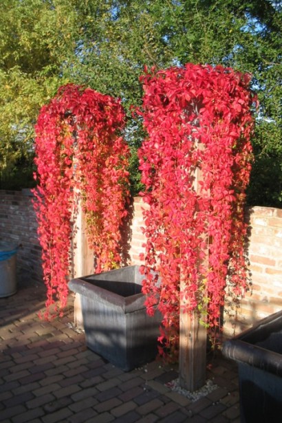 Виноград дівочий п`ятилисточковий Енгельмана / Партеноциссус | Виноград девичий пятилисточковый Энгельмана / Партеноциссус | Parthenocissus quinquefolia varieties Еngelmannii