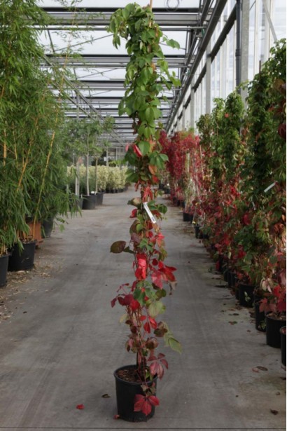 Виноград дівочий п`ятилисточковий Енгельмана / Партеноциссус | Виноград девичий пятилисточковый Энгельмана / Партеноциссус | Parthenocissus quinquefolia varieties Еngelmannii