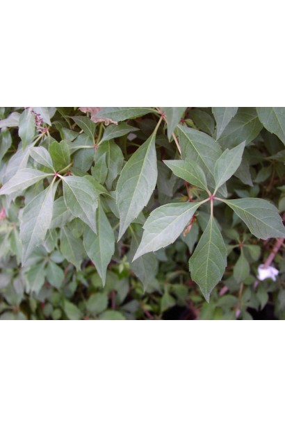 Виноград дівочий п`ятилисточковий Енгельмана / Партеноциссус | Виноград девичий пятилисточковый Энгельмана / Партеноциссус | Parthenocissus quinquefolia varieties Еngelmannii