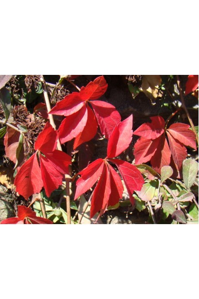 Виноград дівочий п`ятилисточковий Енгельмана / Партеноциссус | Виноград девичий пятилисточковый Энгельмана / Партеноциссус | Parthenocissus quinquefolia varieties Еngelmannii